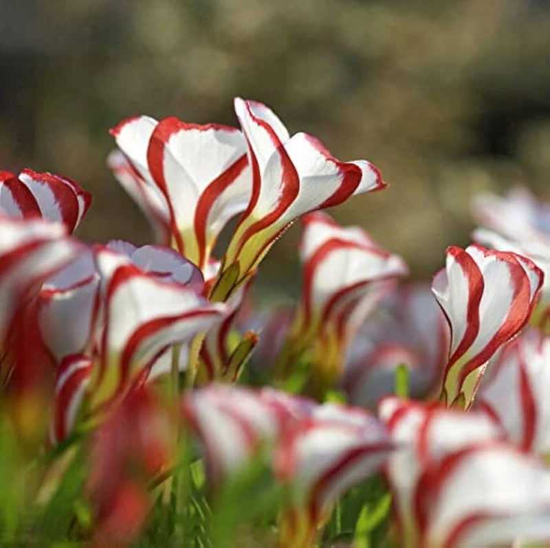 Candy Cane Sorrel Seeds – Oxalis Versicolor Striped Flower