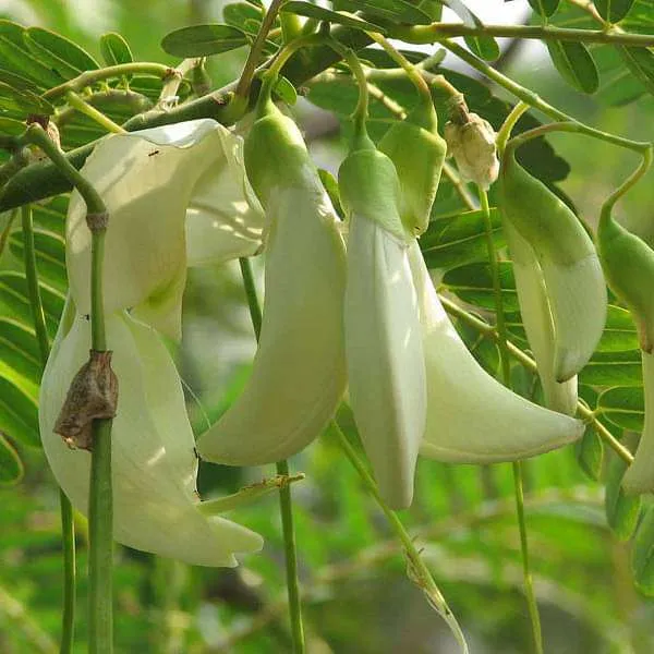 Sesbania Grandiflora Tree Seeds for Planting - 100 pcs