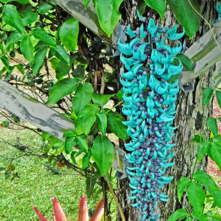 Jade Vine Seeds for Planting (Strongylodon Macrobotrys)