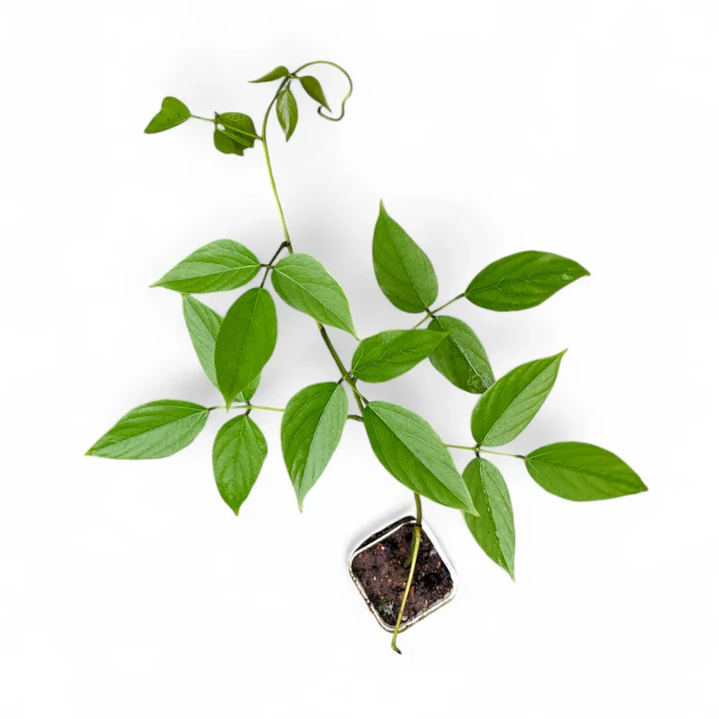 Jade Vine Seeds for Planting (Strongylodon Macrobotrys)