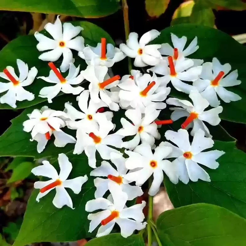 Night-Flowering Jasmine Flower Seeds for Planting