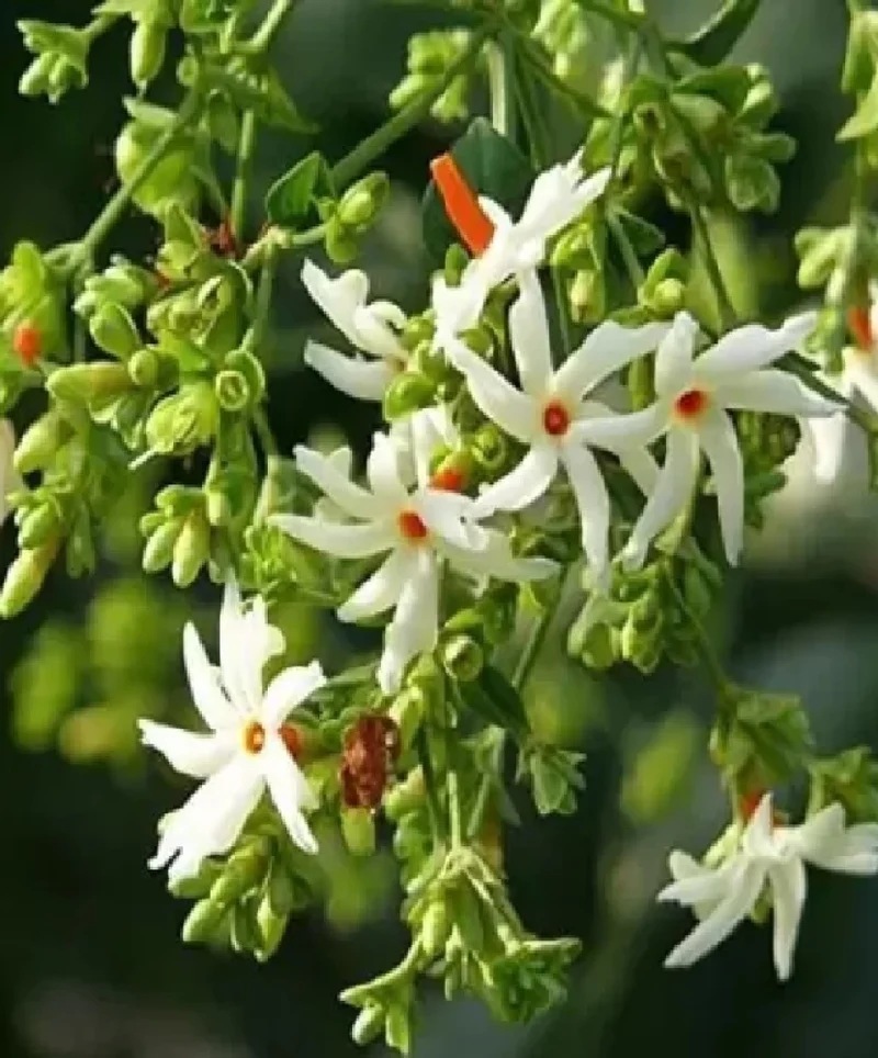 Night-Flowering Jasmine Flower Seeds for Planting