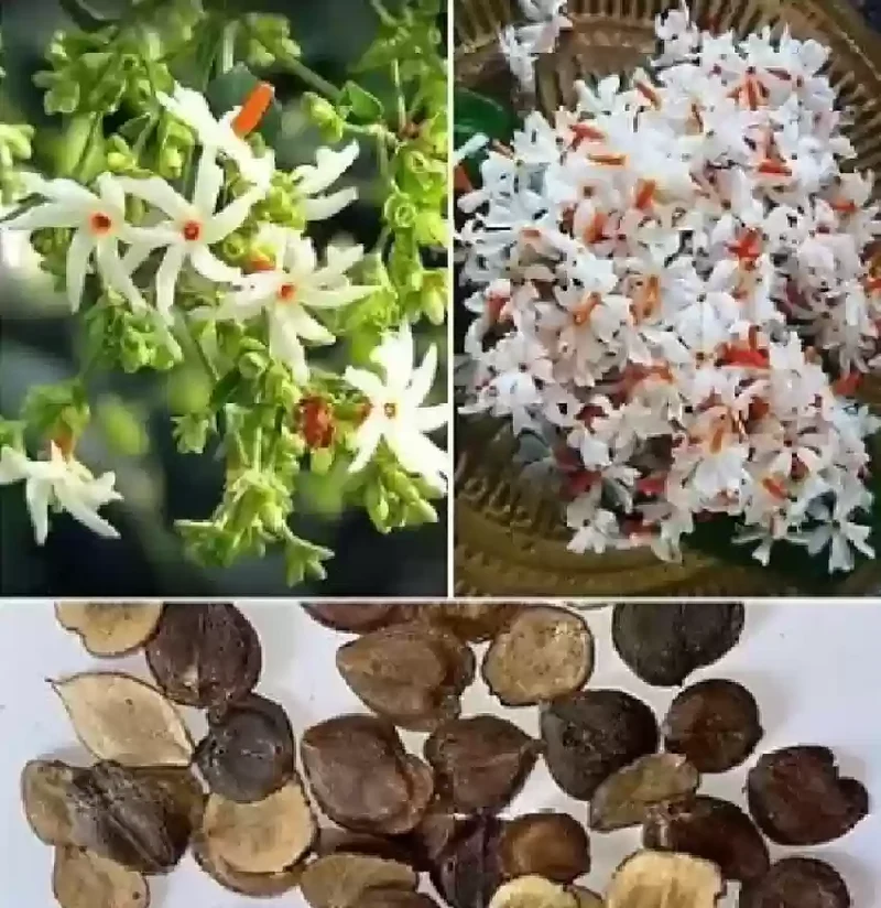 Night-Flowering Jasmine Flower Seeds for Planting