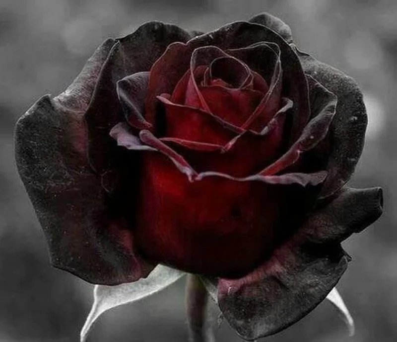 Black Rose with Red Edge Flower Seeds for Planting - 100 pcs