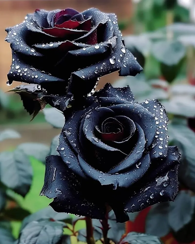 Black Rose with Red Edge Flower Seeds for Planting - 100 pcs