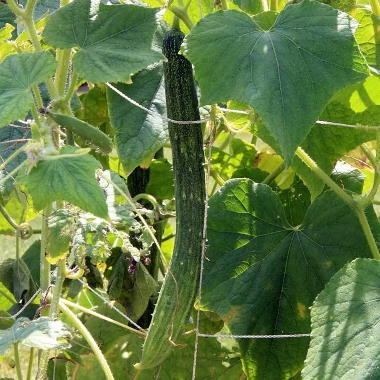 Long Crisp Pickling Cucumber Seeds for Planting