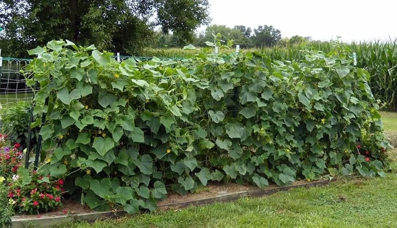Long Crisp Pickling Cucumber Seeds for Planting