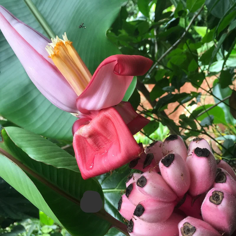 Musa Ornata Blossom Banana Seeds for Planting
