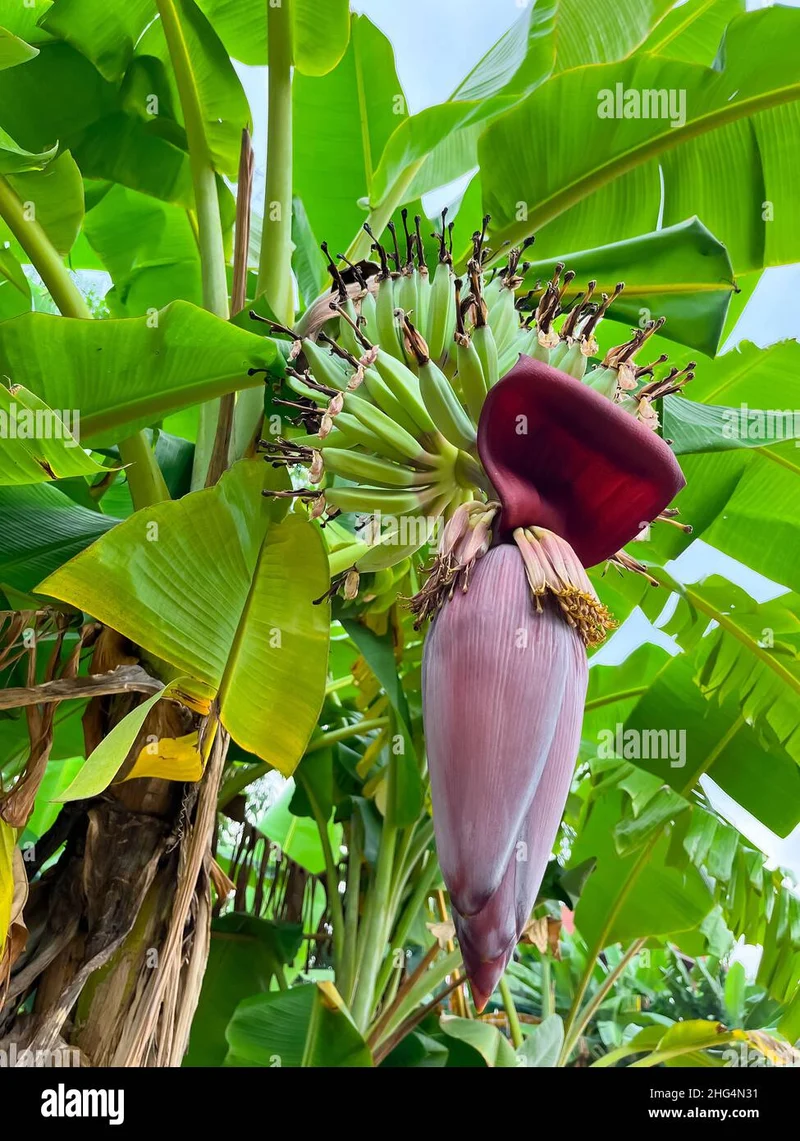 Musa Ornata Blossom Banana Seeds for Planting