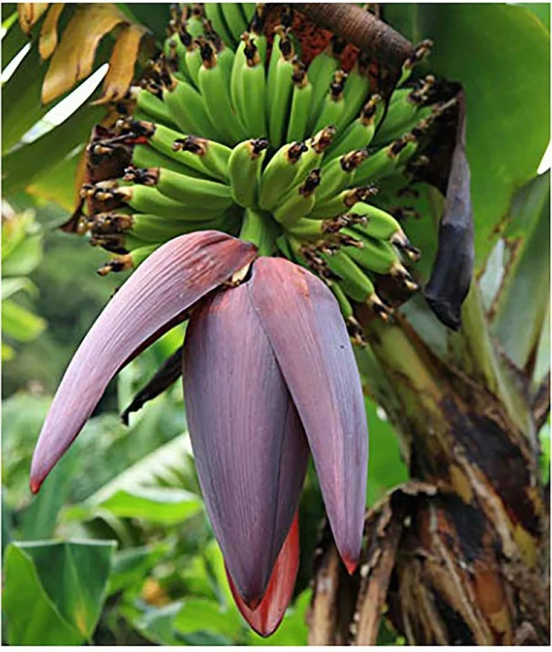 Musa Ornata Blossom Banana Seeds for Planting