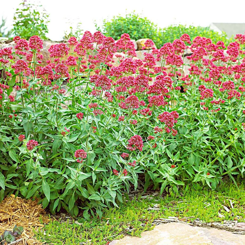 Pretty Betsy Centranthus Ruber Var Coccineus Seeds, Planting