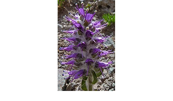Besseya Alpina Flower Seeds, Planting, 100 pcs