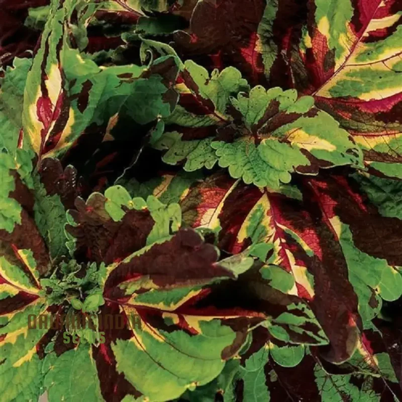 Coleus Kong Mosaic Giant Seeds for Planting
