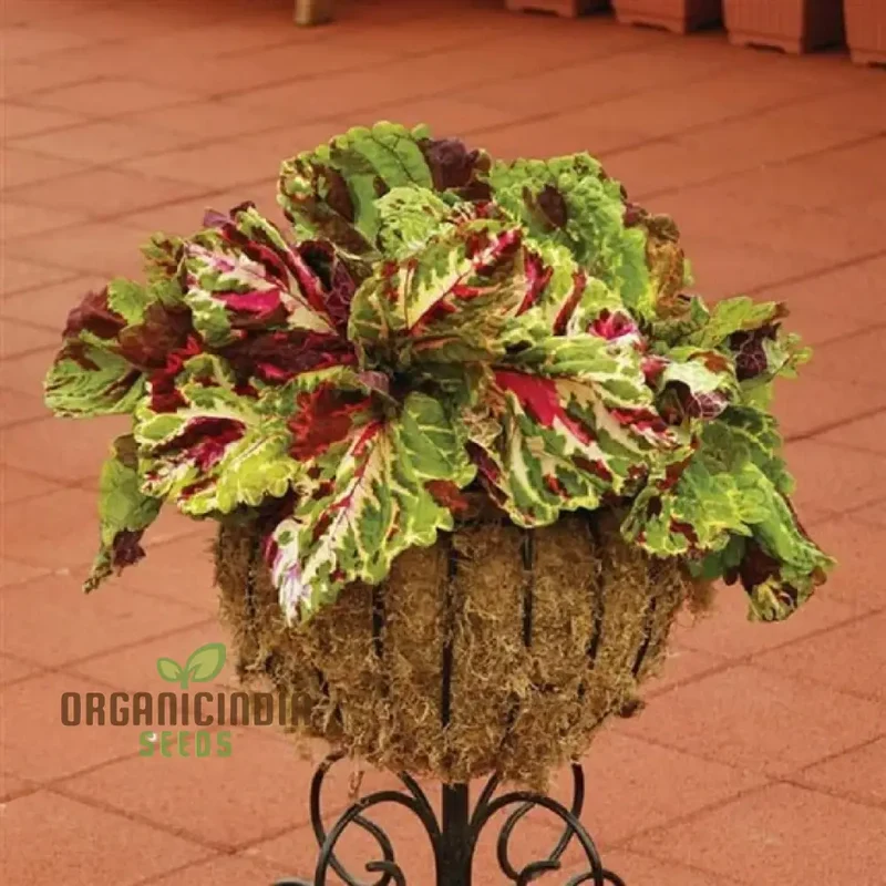 Coleus Kong Mosaic Giant Seeds for Planting