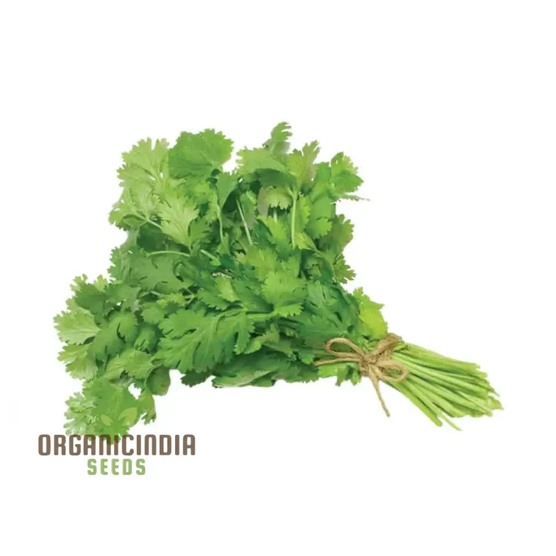 Coriander (Dhania) Seeds – Premium Kerbel Gewelltes Herb Seeds for Planting, Culinary & Garden Use