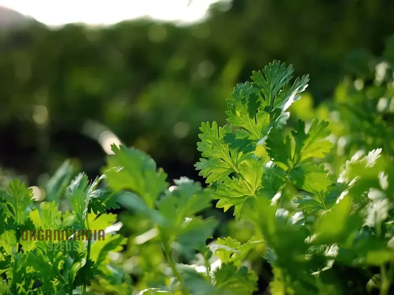 Coriander (Dhania) Seeds – Premium Kerbel Gewelltes Herb Seeds for Planting, Culinary & Garden Use