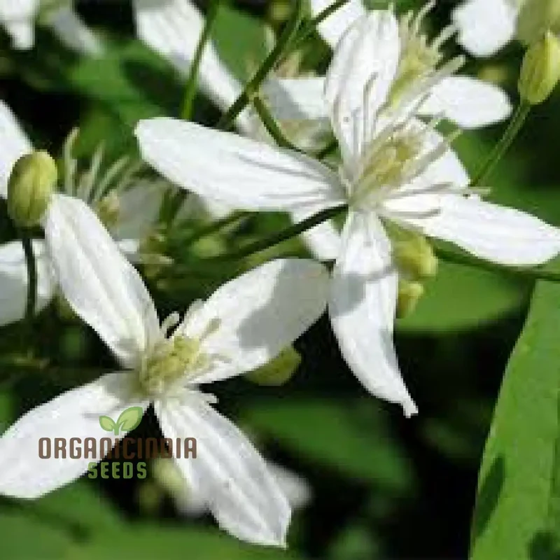 Clematis Mandchurica Seeds, Planting, 100 pcs