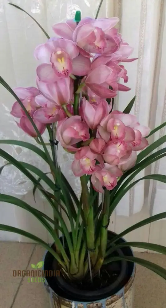 Beautiful Red Cymbidium Flower Seeds, Planting, 100 pcs