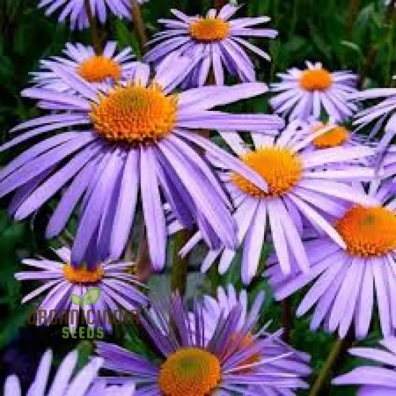 Aster Tongolensis Wartburg Star Seeds, Planting, 100 pcs