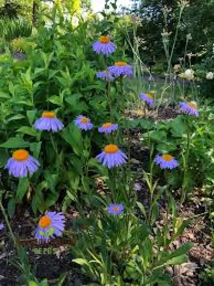 Aster Tongolensis Wartburg Star Seeds, Planting, 100 pcs