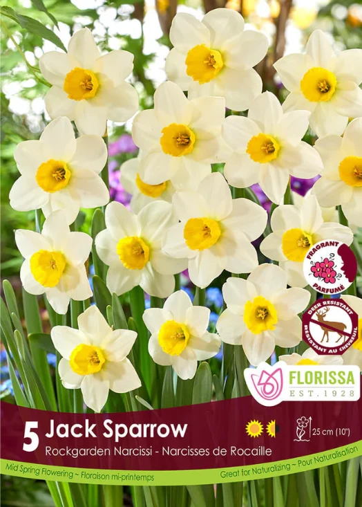 Narcisse ‘Jack Sparrow’ ( Narcissus )