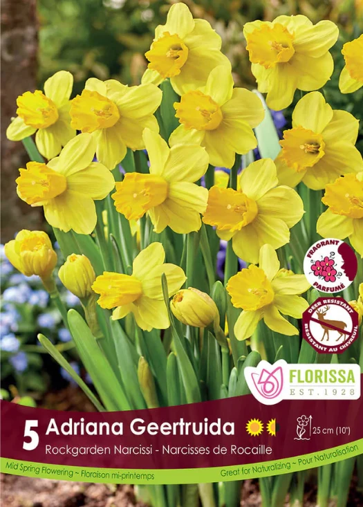 Narcisse ‘Adriana Geertruida’ ( Narcissus )