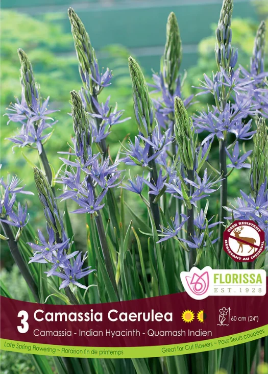 Camassia bleu ( Camassia leichtlinii subsp. suksdorfii Groupe Caerulea)