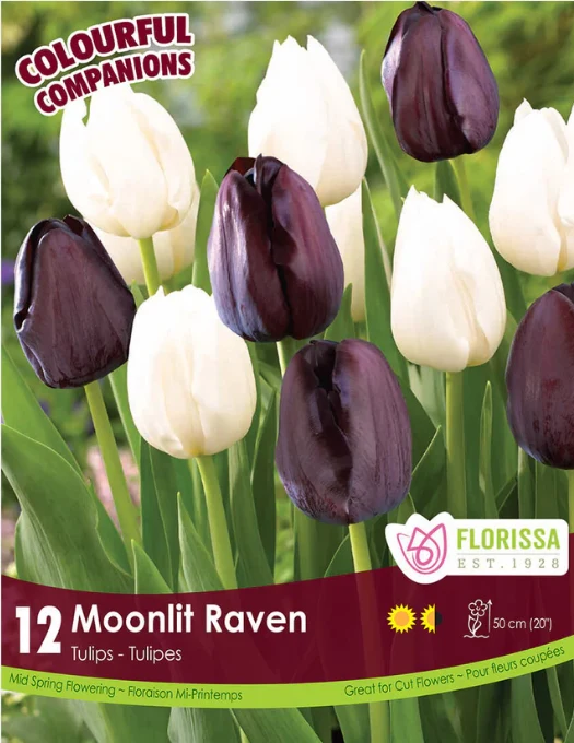 Harmonie florale ‘Moonlit Raven’ ( Tulipa spp.)
