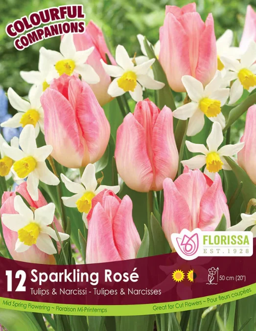 Harmonie florale ‘Sparkling Rosé’ ( Tulipa spp. et Narcissus spp.)