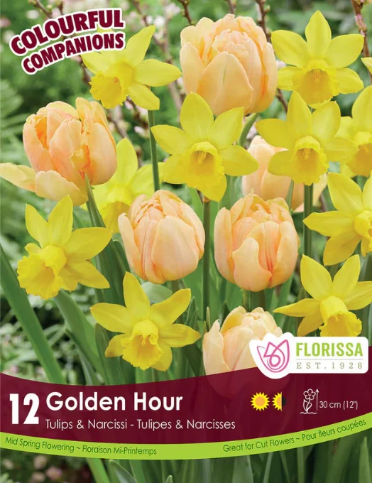 Harmonie florale ‘Golden Hour’ ( Tulipa spp. et Narcissus spp.)