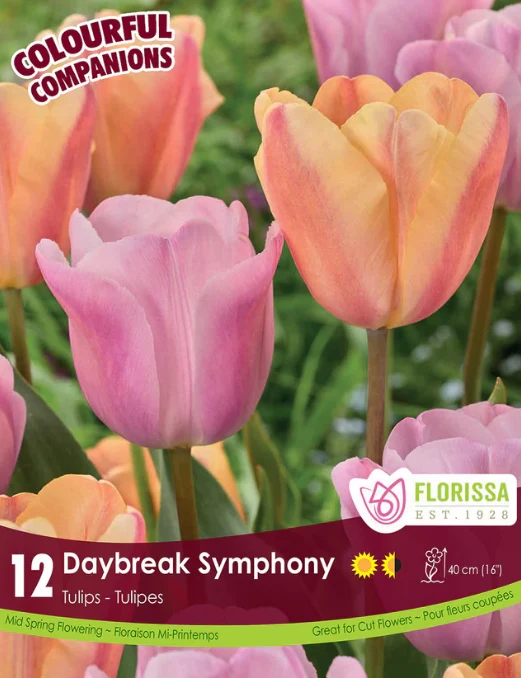 Harmonie florale ‘Daybreak Symphony’ ( Tulipa spp.)