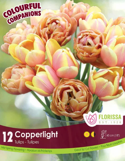 Harmonie florale ‘Copperlight’ ( Tulipa spp.)