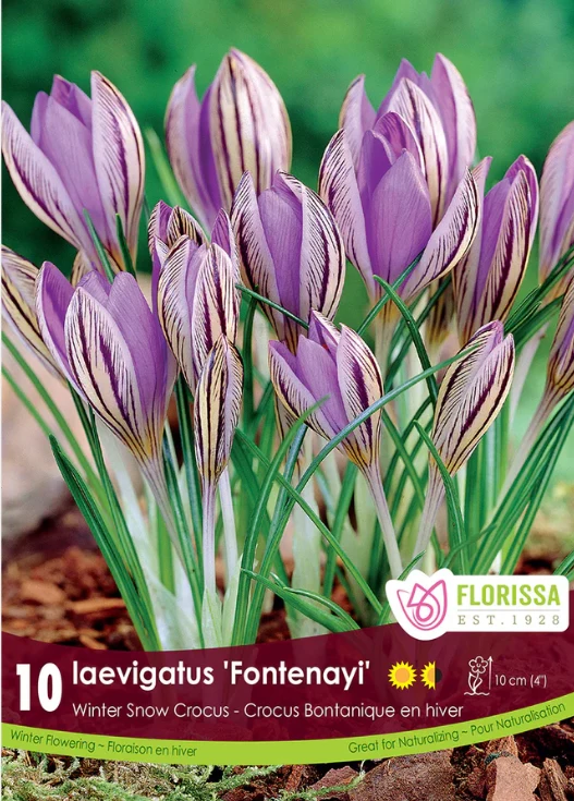 Crocus d’hiver ‘Fontenayi’ ( Crocus laevigatus )