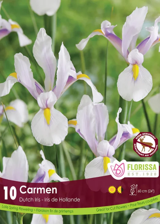 Iris hollandais ‘Carmen’ ( Iris × hollandica )