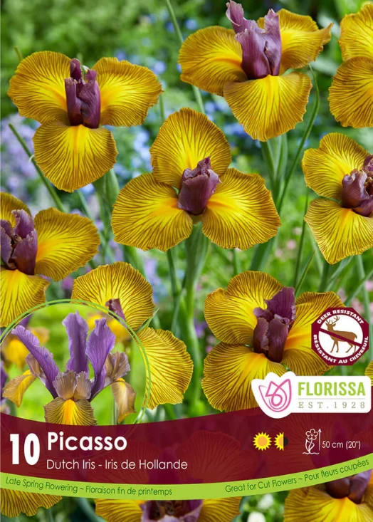 Iris hollandais ‘Picasso’ ( Iris × hollandica )