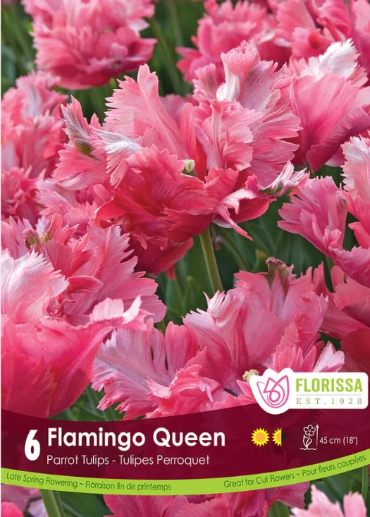 Tulipe ‘Flamingo Queen’ ( Tulipa )