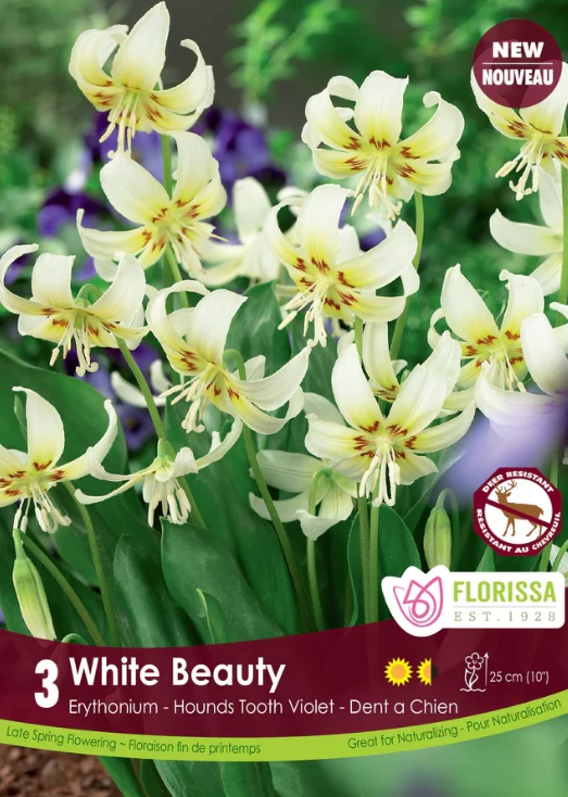 Érythrone ‘White Beauty’ ( Erythronium californicum )