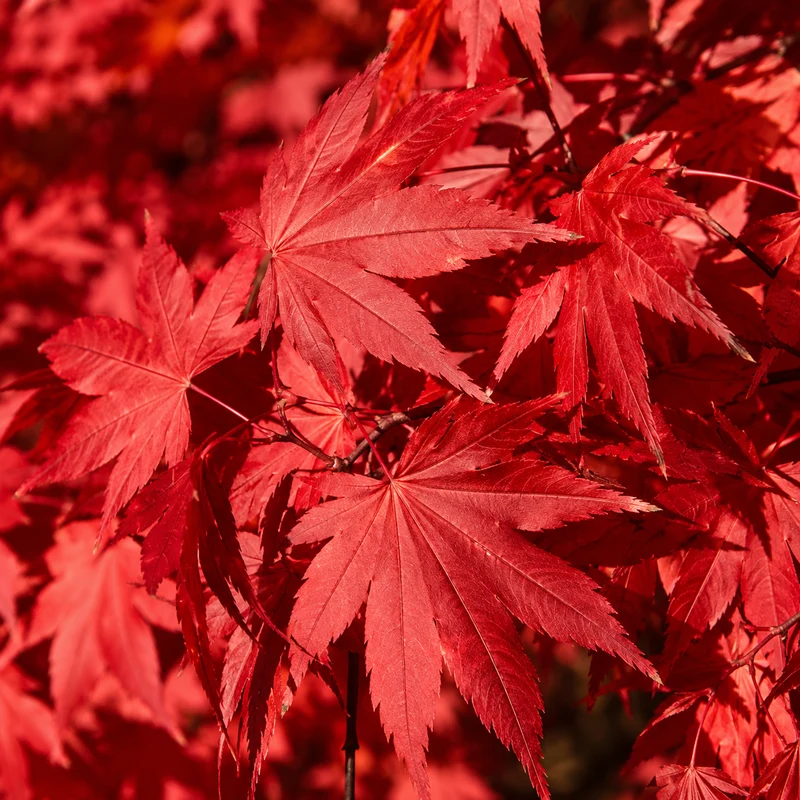 Érable hybride Final Fire® ( Acer × pseudosieboldianum ‘IsFinFi’)