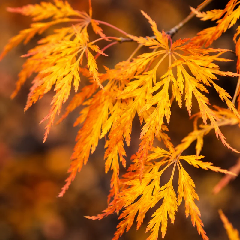 Érable hybride Cascadia ( Acer × pseudosieboldianum ‘Cascadia’)