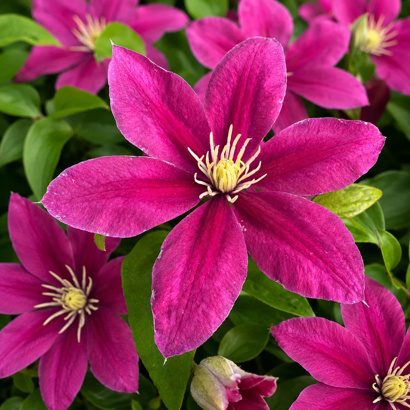 Clématites Acropolis™ et Diana’s Delight™ ( Clematis ‘Evipo078’ et Clematis ‘Evipo026’)