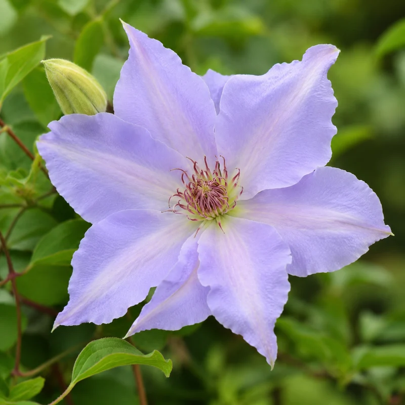 Clématite Tranquilité™ ( Clematis ‘Evipo111’)