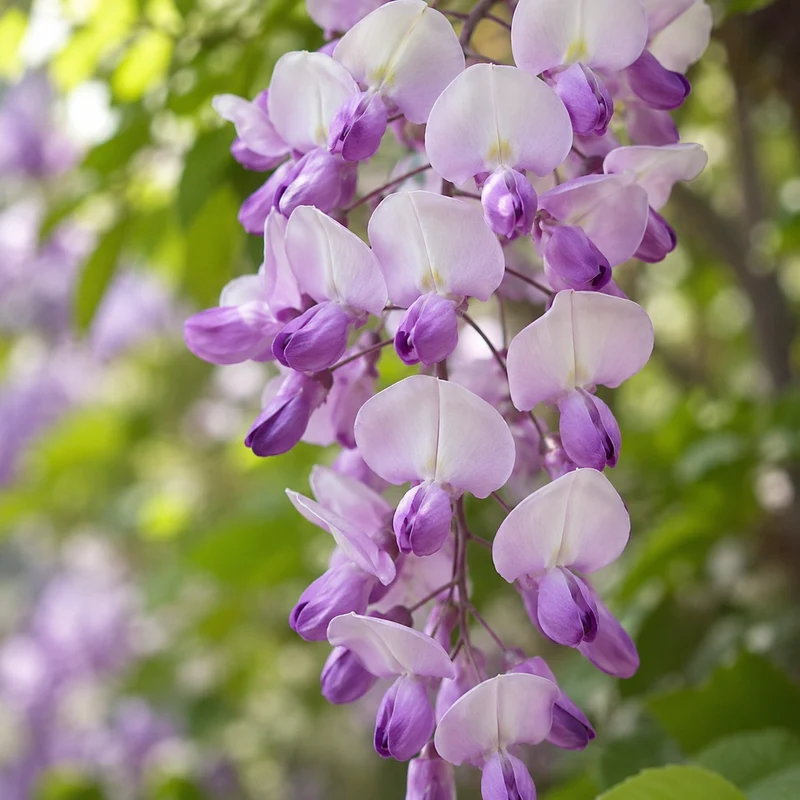 Glycine Grande Diva® Barbara ( Wisteria × venusta ‘MinwiKB25’)