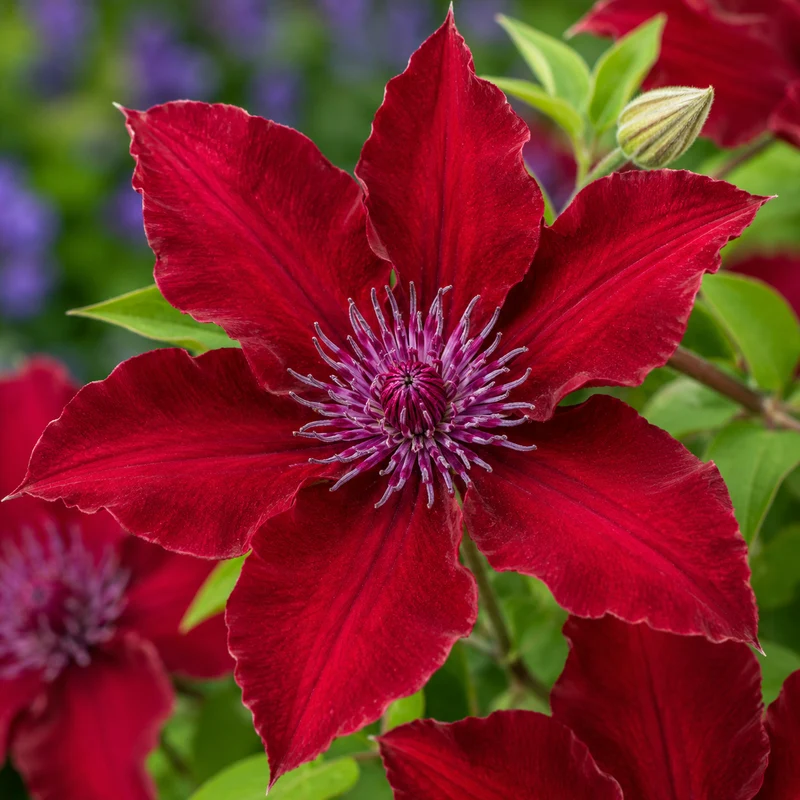 Clématite Nubia™ ( Clematis ‘Evipo079’)