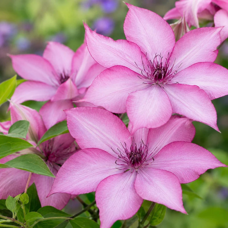 Clématite Giselle™ ( Clematis ‘Evipo051’)