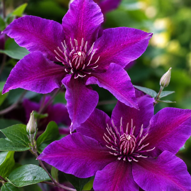 Clématite Fleuri™ ( Clematis ‘Evipo042’)