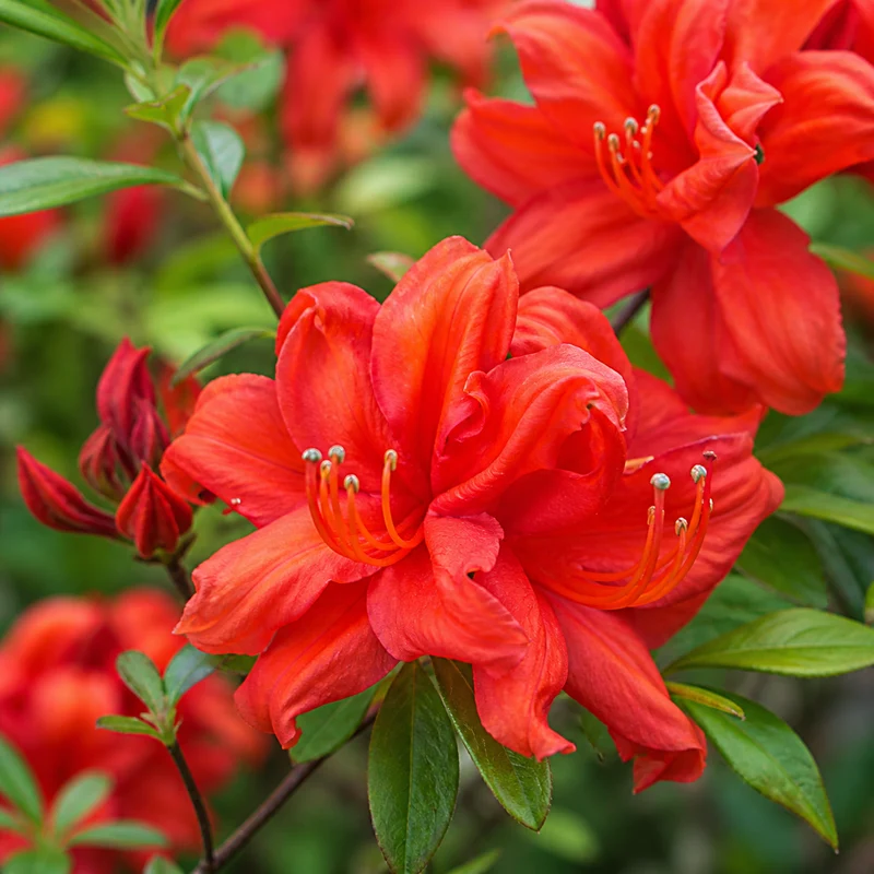 Azalée Exbury ‘Fireball’ ( Rhododendron ‘Fireball’)