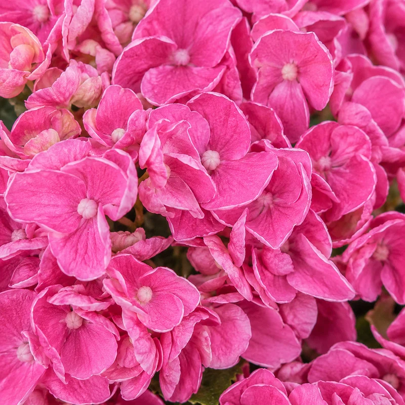 Hortensia ‘Early Pink’ ( Hydrangea macrophylla ‘Early Pink’)