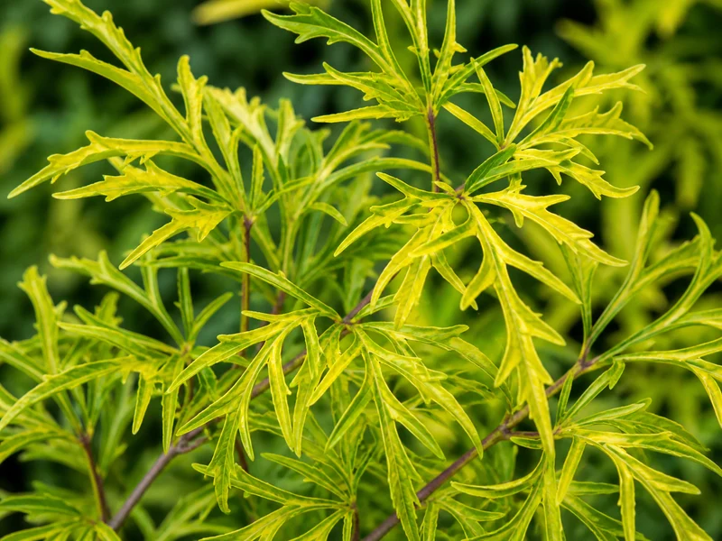 Sureau ‘Lemony Lace’ ( Sambucus racemosa ‘Lemony Lace’)