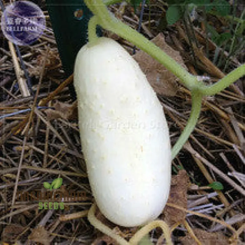 Rare White Wonder Cucumber Seeds for Planting