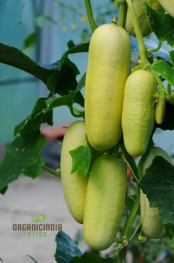 Rare White Wonder Cucumber Seeds for Planting